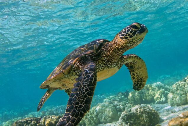 Abu Dabbab: Privater Schnorchel Ausflug – Schildkröten schwimmen