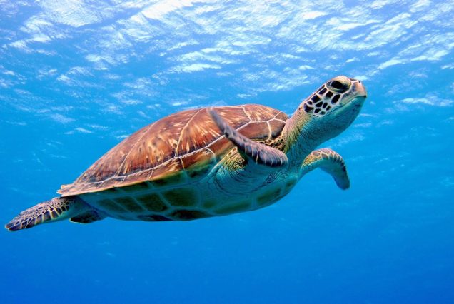 Schwimmen mit den Schildkröten in Abu Dabbab Bucht von Makadi bay